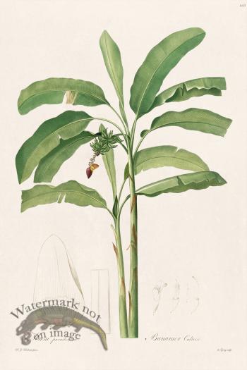 Les Liliacees Redoute 443